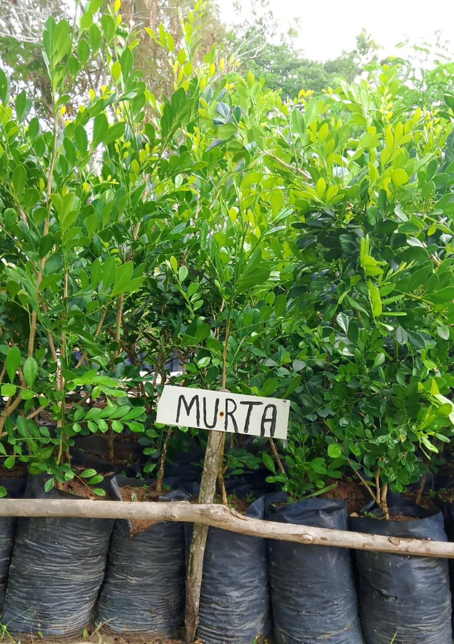 Área de Rustificação